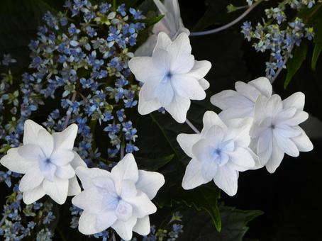 白いガクアジサイの花 アップ 白いガクアジサイの花 アップ ガクアジサイ,花,植物の写真素材