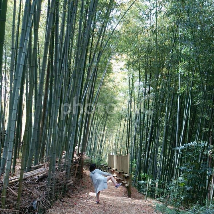 初めての竹林 和,新婚,旅行の写真素材