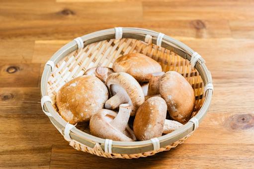 ざる盛りの小さな椎茸 椎茸,キノコ,しいたけの写真素材