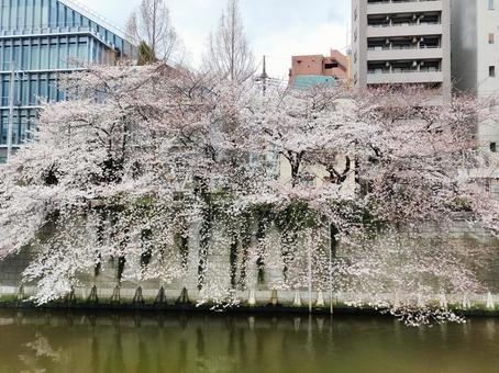 桜並木と街の風景 さくら,桜,桜並木の写真素材