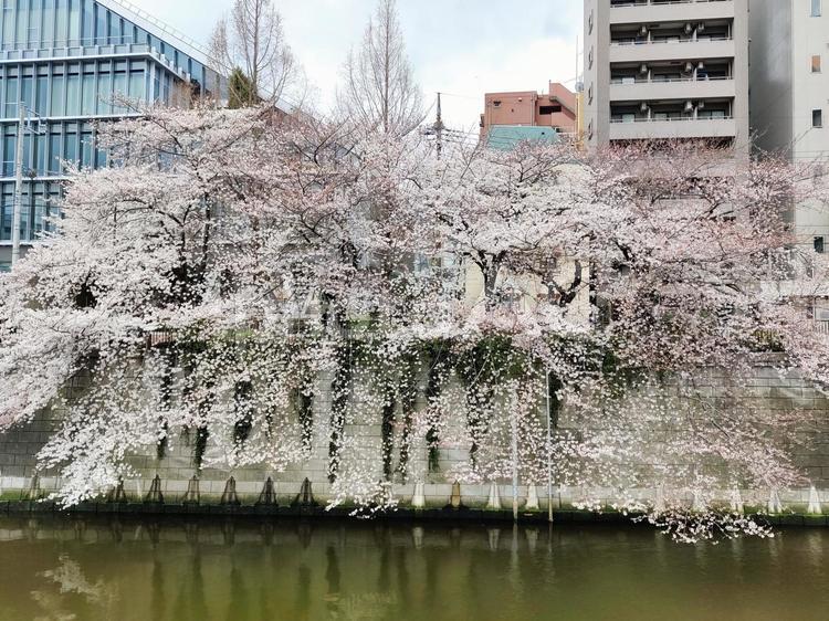 桜並木と街の風景 さくら,桜,桜並木の写真素材