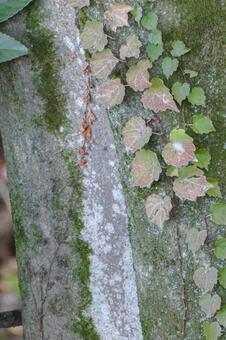 苔むした木の幹に絡む蔦 蔦,ツタ,苔の写真素材