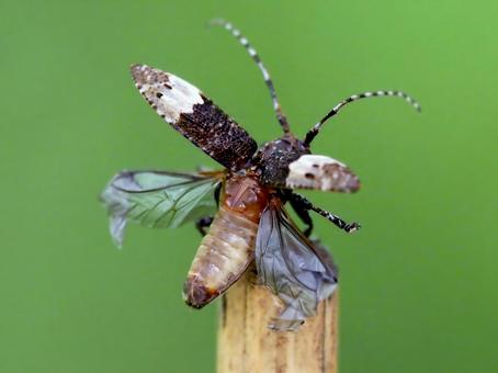 カミキリムシ飛ぶ２ カミキリムシ,アトジロサビカミキリ,飛翔の写真素材