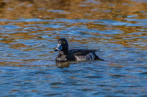 池を泳ぐキンクロハジロ 池を泳ぐキンクロハジロの写真