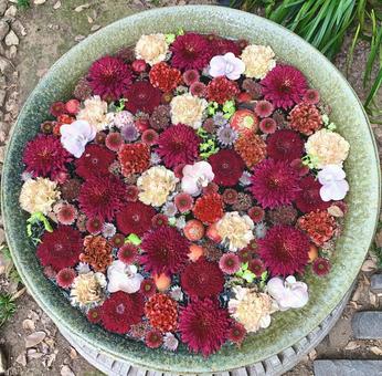 色鮮やかな花手水3 色鮮やかな花手水3 花手水,はなちょうず,手水舎の写真素材