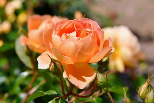 薔薇　パットオースチンの写真