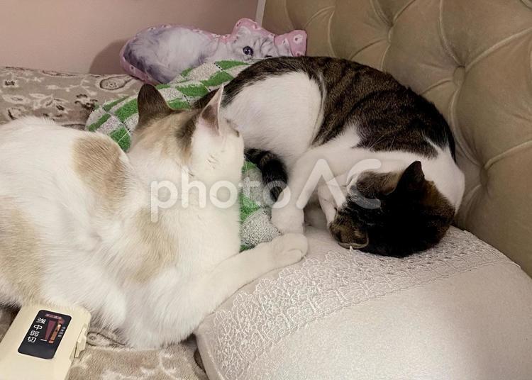 ベッドで眠る二匹の猫さん 猫,シャムトラ,キジシロの写真素材