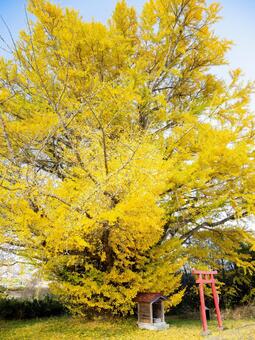白幡のいちょう⑿ イチョウ,黄葉,晩秋の写真素材