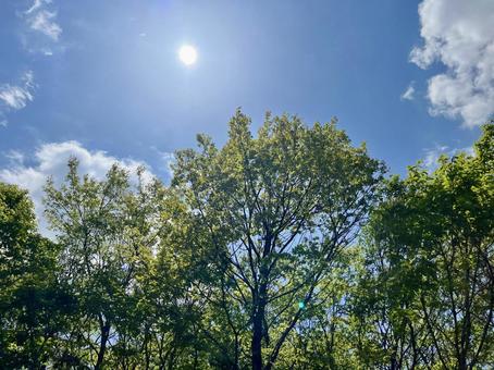 木々と太陽2の写真