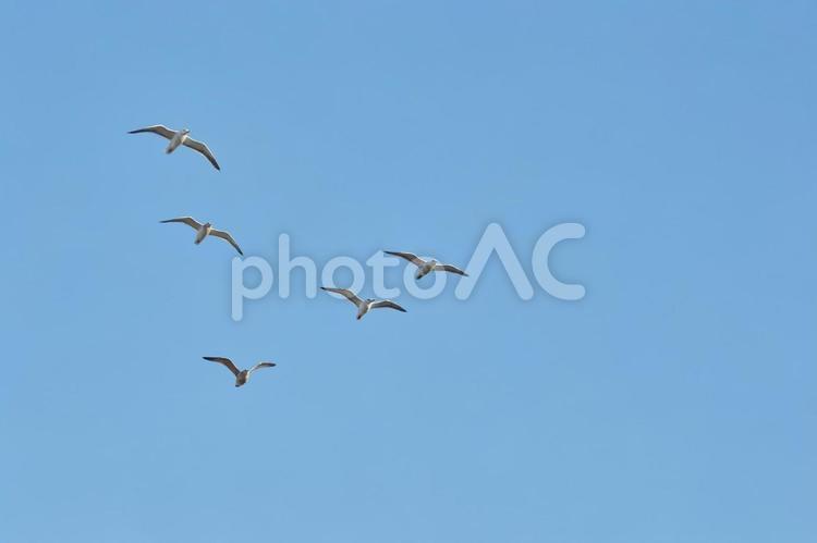 まとまって飛ぶカモメと青空 カモメ,かもめ,鴎の写真素材