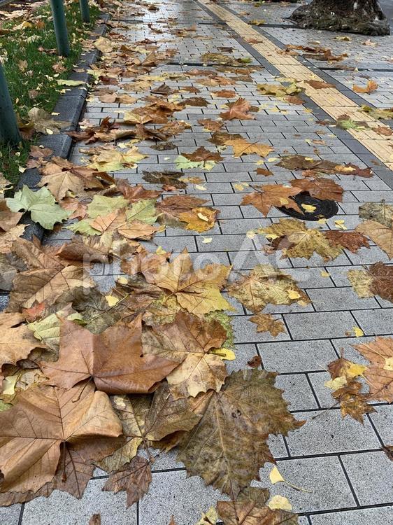 イチョウと落ち葉 イチョウ,秋,黄色の写真素材