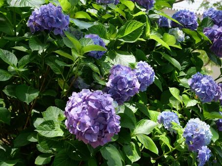 あじさい あじさい,紫,アジサイの写真素材