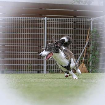 Corgi playing in the dog run③, JPG