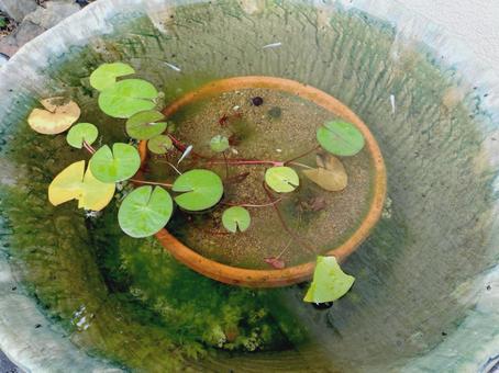 メダカがいる小鉢 メダカがいる小鉢 メダカ,水槽,小鉢の写真素材