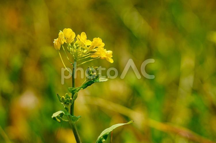 春の到来をつげる土手沿いに咲く菜の花 菜の花,草花,黄色い花の写真素材