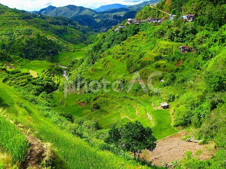 イフガオ州バナウエ町のビューポイント棚田 フィリピン,イフガオ,バナウエの写真素材