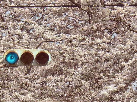 満開の桜と青信号 満開の桜と青信号の写真