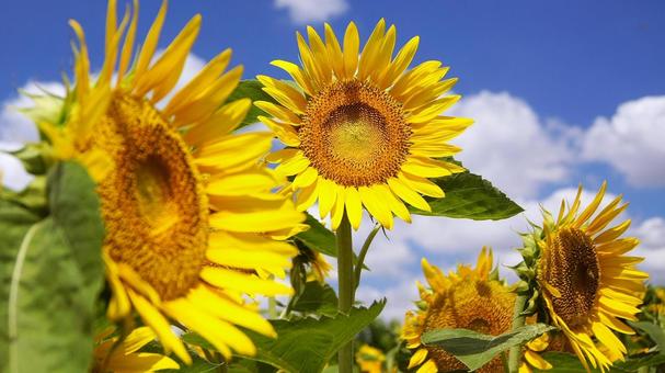 Sunflower-154, JPG Sunflower-154, JPG