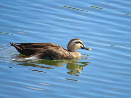 川を泳ぐカルガモ 川を泳ぐカルガモ カルガモ,野鳥,軽鴨の写真素材
