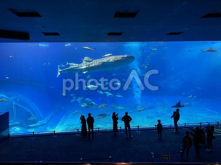 水族館のジンベイザメ 水族館,ジンベイザメ,癒しの写真素材