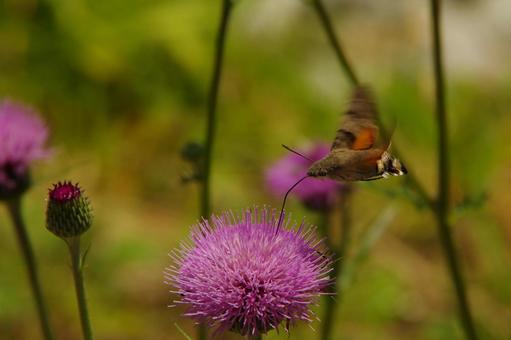 Hawk Moth Hovering Thistle, JPG