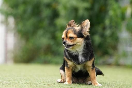 お座りする犬(ミックス犬) お座りする犬(ミックス犬)の写真
