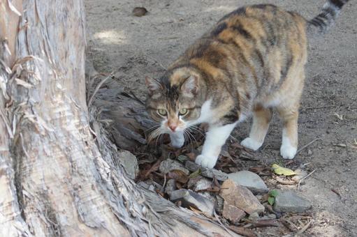 ねこ ねこ のらねこ,にゃんこ,可愛いの写真素材