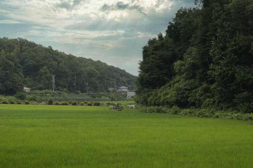 稲と田園風景 稲と田園風景 自然,japan,稲の写真素材