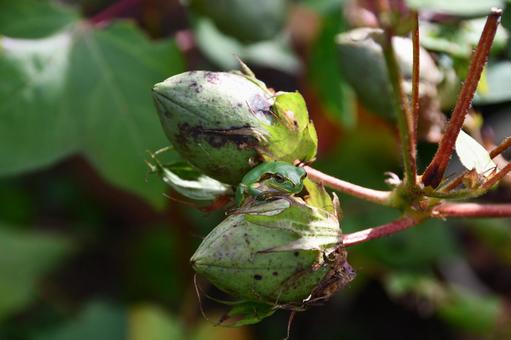 綿の実とアマガエル ワタ,綿,アマガエルの写真素材