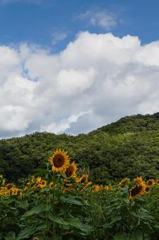 ヒマワリ畑と夏の空01 ヒマワリ畑と夏の空01の写真