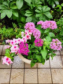 夏花の鉢1 夏花の鉢1の写真