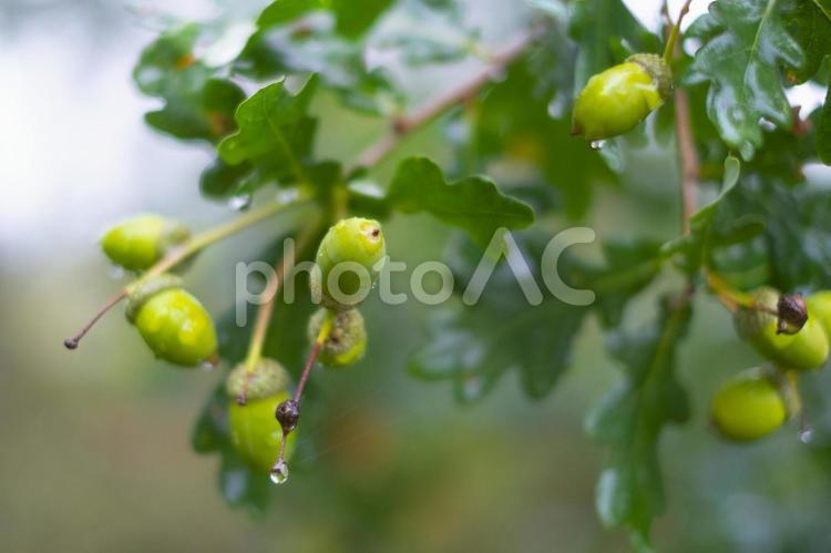 雨に濡れるドングリ ドングリ,どんぐり,木の実の写真素材