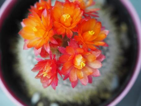 サボテン 雪晃 オレンジ色の花 サボテン 雪晃 オレンジ色の花の写真