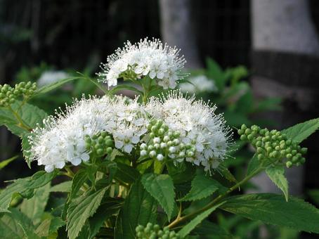 Photo, floating inflorescence, bouquet, floral set, 