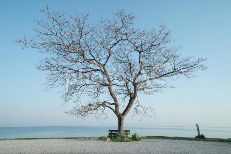 琵琶湖畔とあのベンチ 空,風景,木の写真素材
