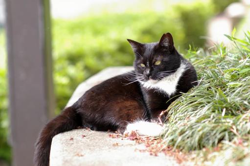 塀の上でくつろぐ公園の黒白猫 塀の上でくつろぐ公園の黒白猫 ネコ,野良猫,黒白猫の写真素材