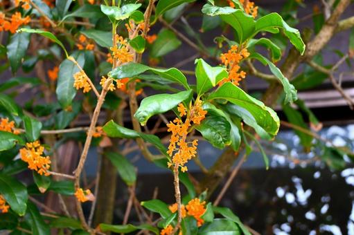 窓辺のキンモクセイ 金木犀,キンモクセイ,香りの写真素材