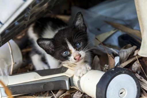 野良猫の子1 猫,子猫,野良猫の写真素材