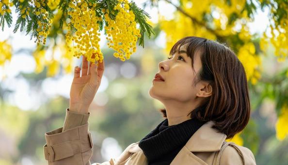 ミモザを鑑賞する日本人女性 ミモザを鑑賞する日本人女性の写真