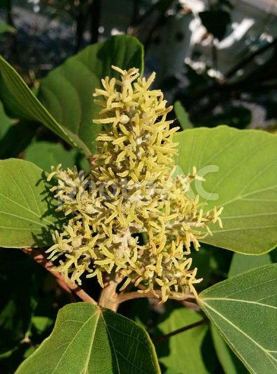 花　アカメガシワの雌花　あかめがしわ　雌花　赤芽槲　ひさぎめしもりばな　久木飯盛花　サイモリバ　菜盛葉　澄んだ心　忠実　繊細 あかめがしわ,あかめがしわの雌花,アカメガシワの写真素材