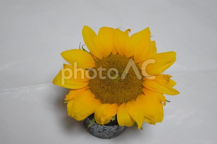 一輪の「ひまわり」 花,植物,ひまわりの写真素材