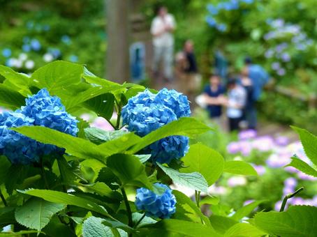 護摩堂山のあじさいまつり 護摩堂山のあじさいまつり 紫陽花,アジサイ,あじさいの写真素材