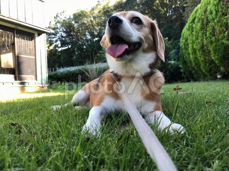 芝生に伏せている犬 犬,ビーグル,子犬の写真素材