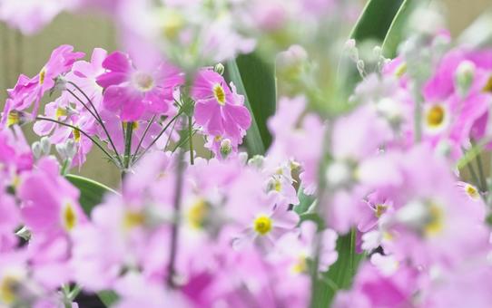 Primrose, JPG Primrose, JPG