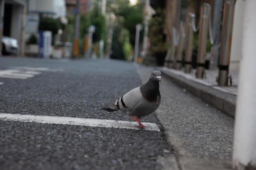 鳩 鳩の写真