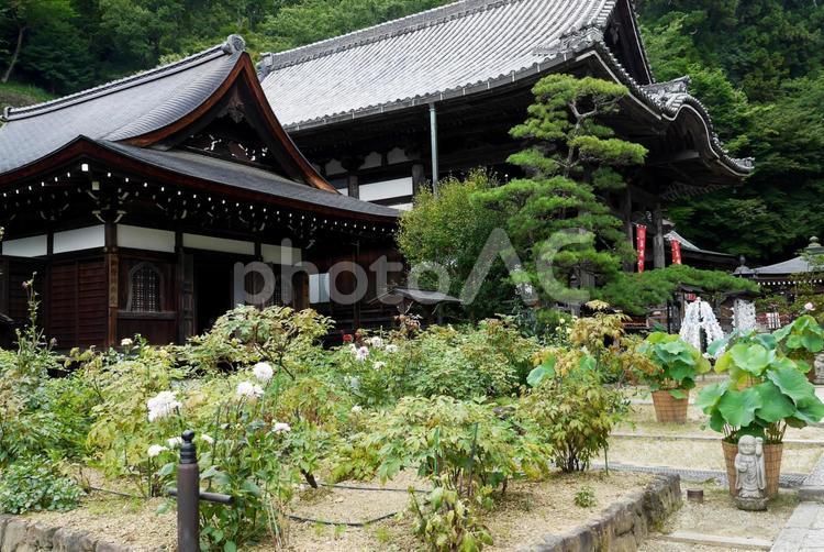 奈良県岡寺　本堂　開山堂 岡寺,西国三十三か所,霊場の写真素材