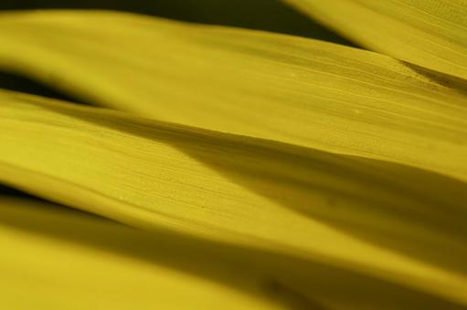 福岡-【柳川ひまわり園】 ひまわり,花,植物の写真素材