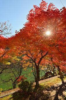 庄川・水記念公園の紅葉 紅葉,秋,風景の写真素材