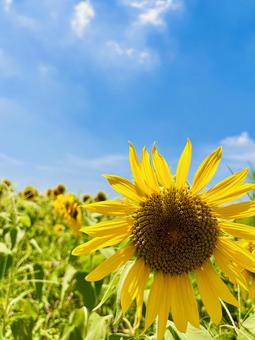 ひまわり 晴天,8月,空の写真素材