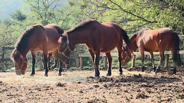 初秋の開田高原放牧場の木曽馬 初秋の開田高原放牧場の木曽馬の写真